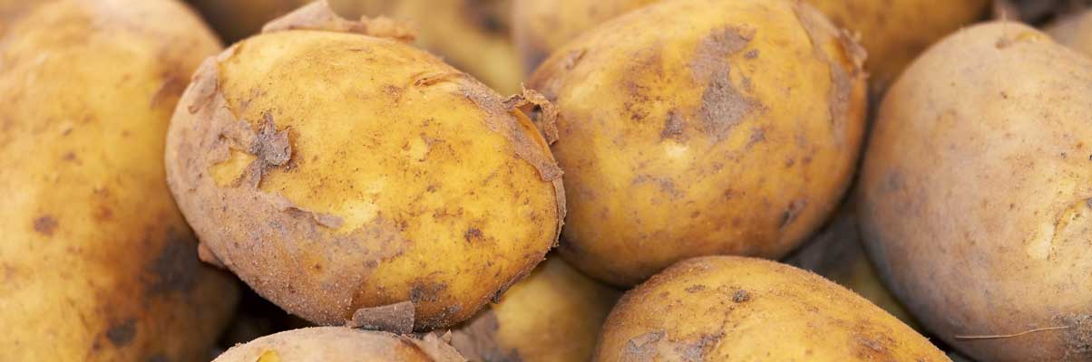 Aardappelen bewaren