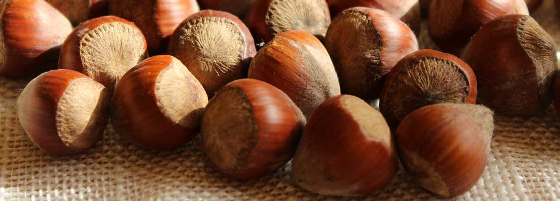 Hazelnoten bewaren