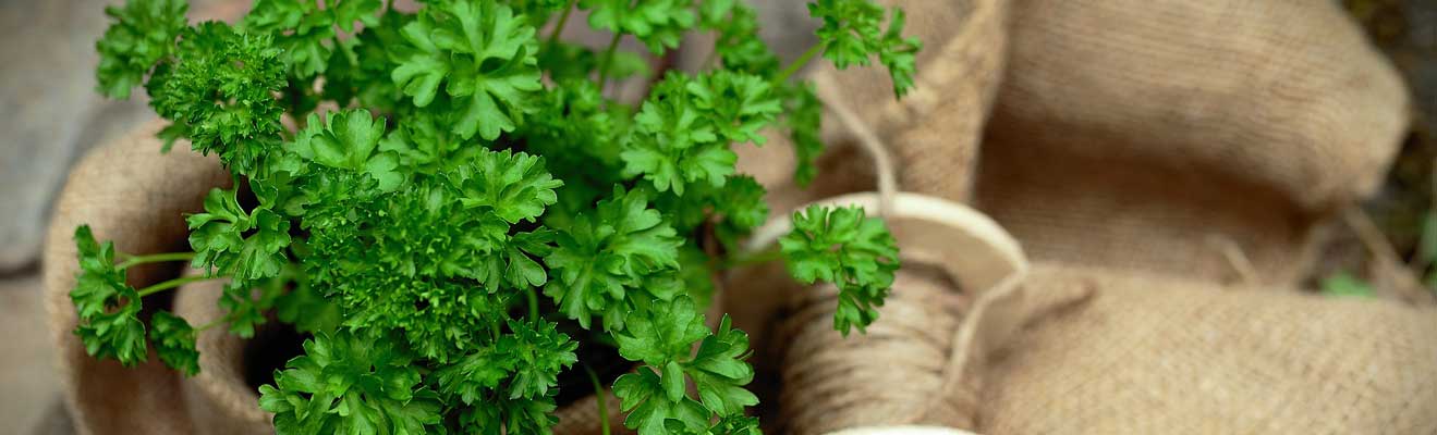 Peterselie bewaren