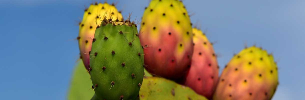 Cactusvrijgen bewaren