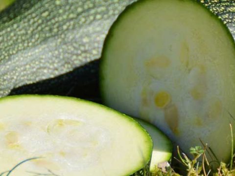 Courgette bewaren