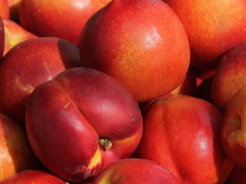 Nectarines bewaren