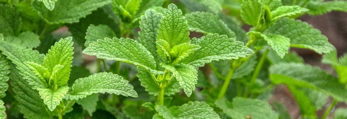 Citroenmelisse bewaren