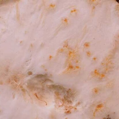 knolselderij bewaren in koelkast