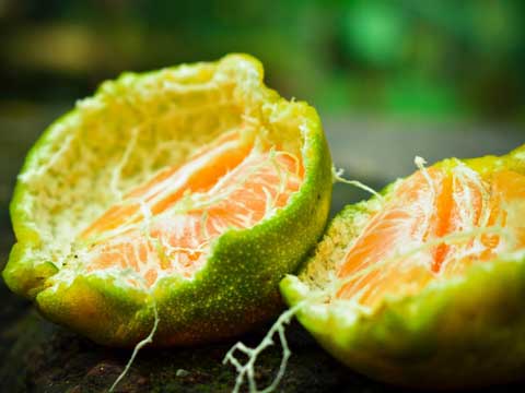 Ugli fruit bewaren